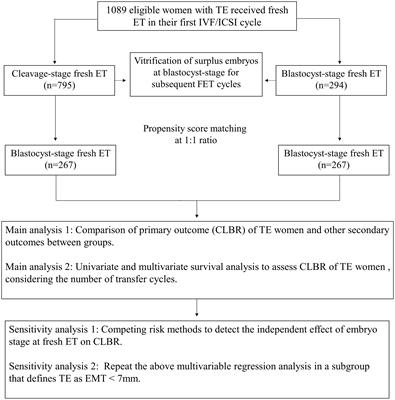 The embryo stage at fresh ET does not affect the cumulative live birth rate in women with a thin endometrium: a retrospective matched-controlled cohort study